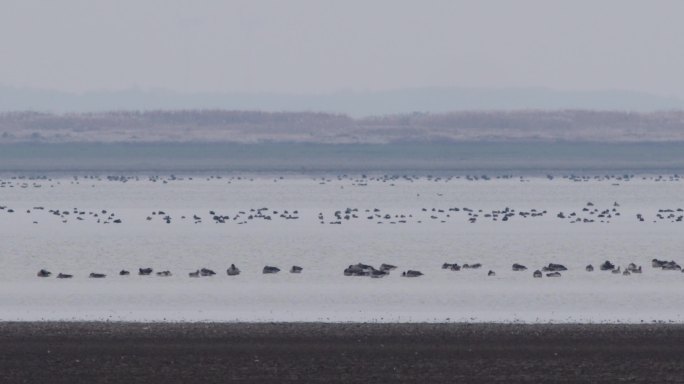 壮观大雁群在鄱阳湖水中休息
