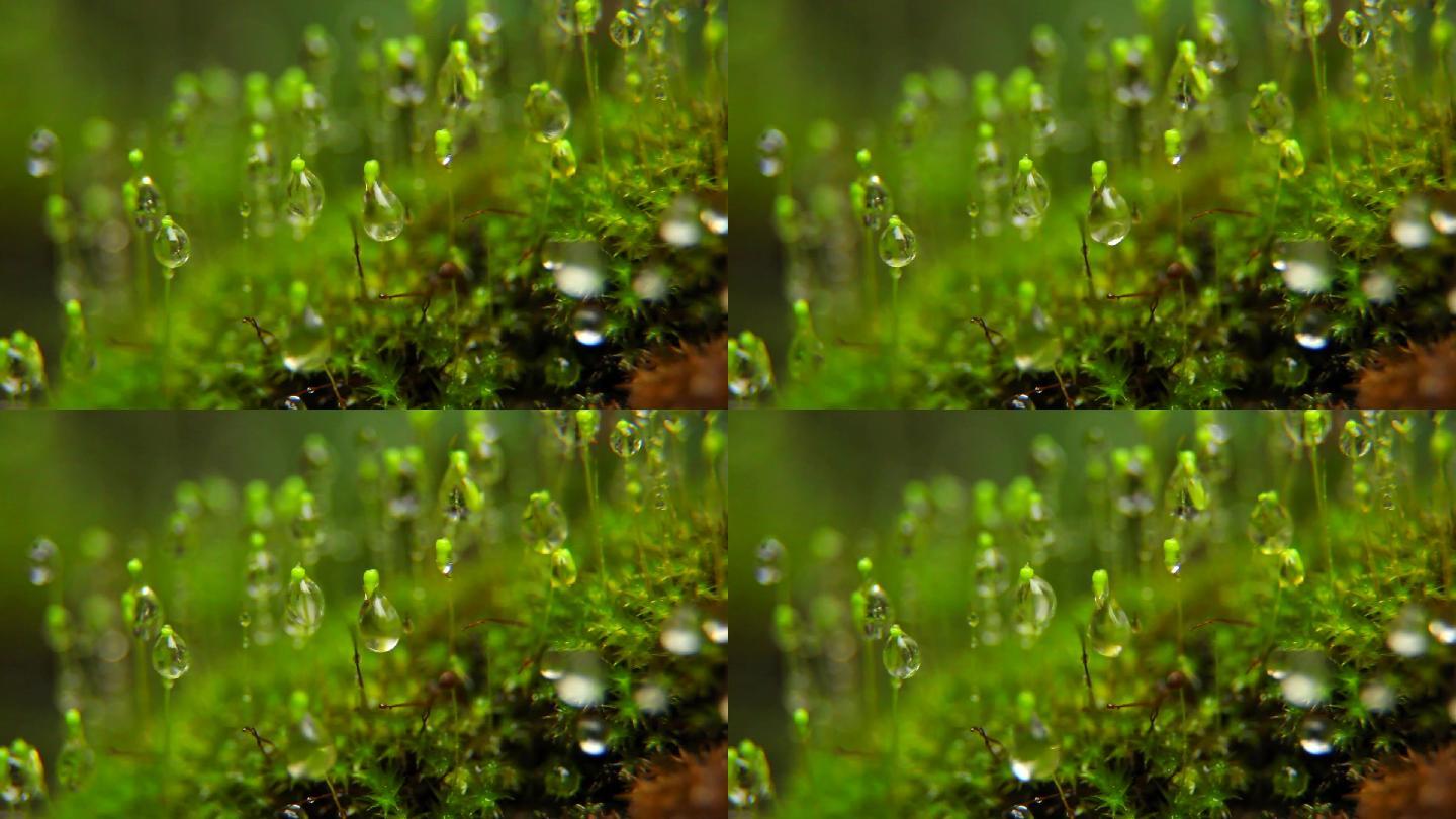 雨滴落在苔藓上视频素材