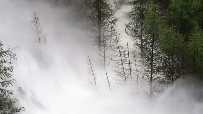 洪水波破坏针叶林