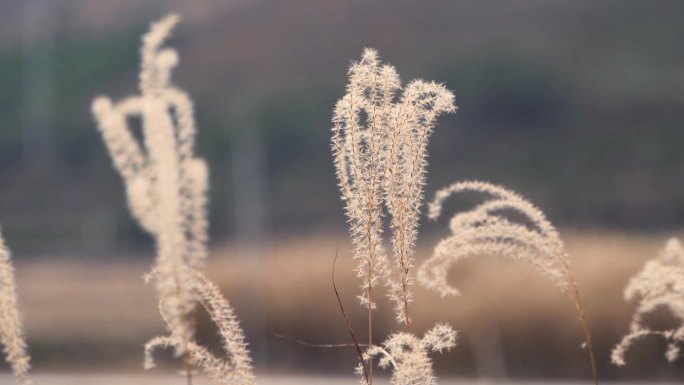 高清芦苇特写植物视频