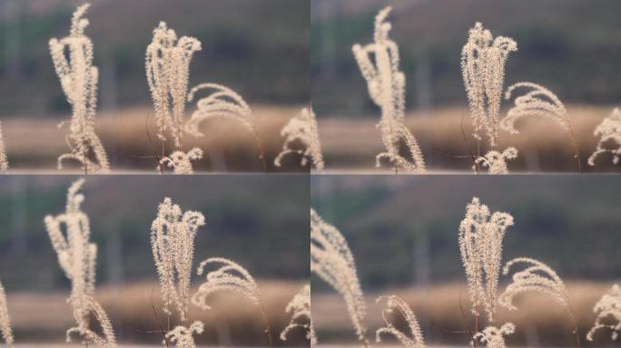 高清芦苇特写植物视频