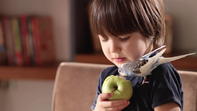 孩子正在给鹦鹉喂苹果