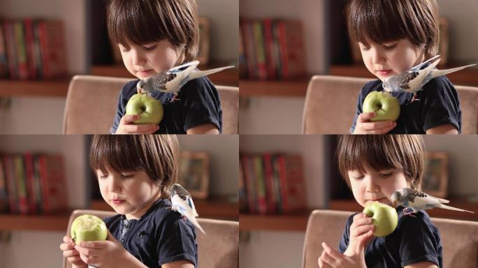 孩子正在给鹦鹉喂苹果