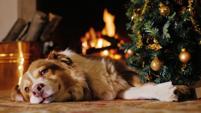 这只狗躺在燃烧的壁炉背景下的圣诞树旁