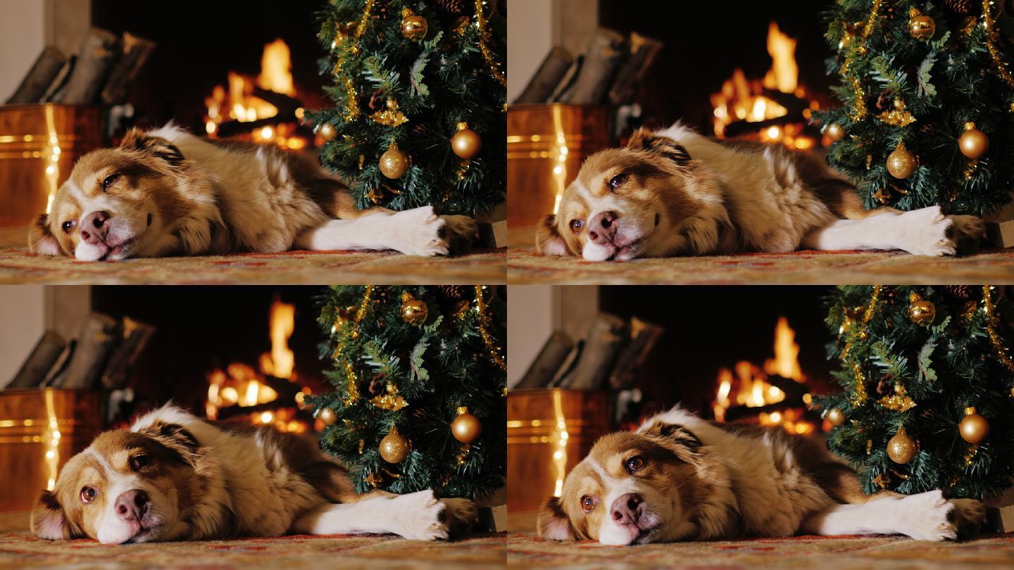 这只狗躺在燃烧的壁炉背景下的圣诞树旁