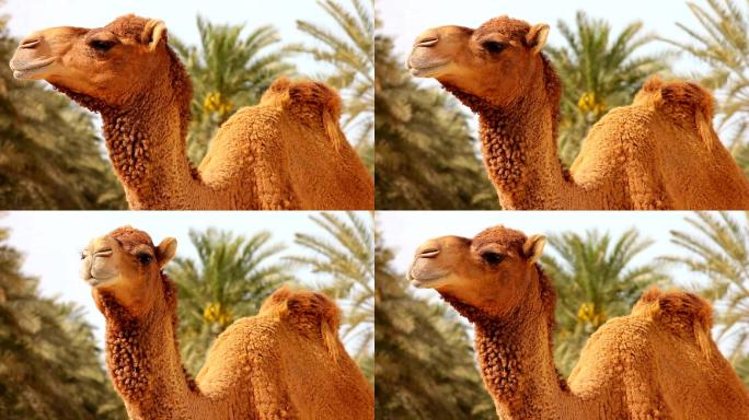 沙漠中的骆驼骆驼特写骆驼视频骆驼素材