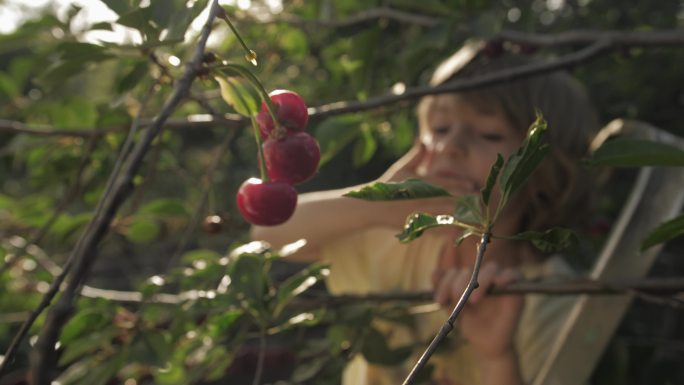 孩子在果园里摘下成熟的红樱桃