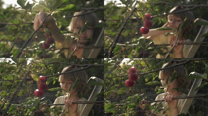 孩子在果园里摘下成熟的红樱桃