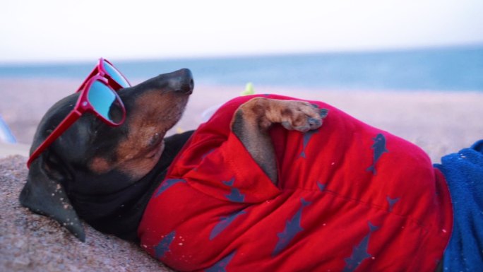可爱的小狗海边度假夏威夷视频素材