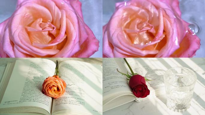 嫩欲滴的粉色玫瑰花光影流动