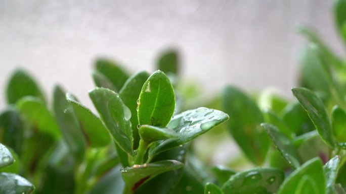 【4KT原创】春雨 喷洒植物