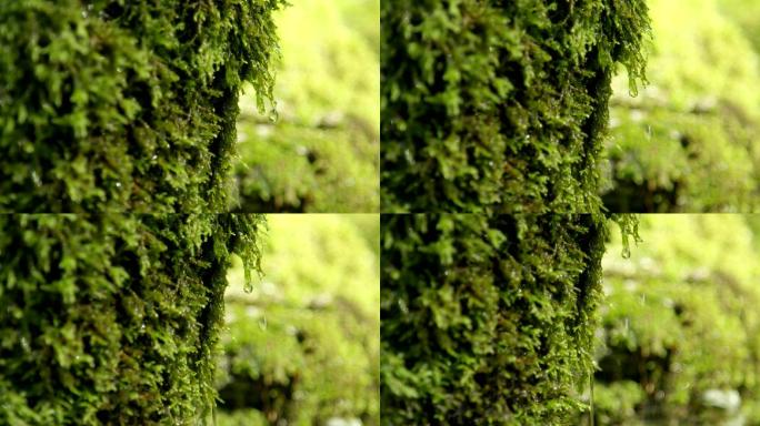 湿苔藓生态环境唯美意境绿色天然