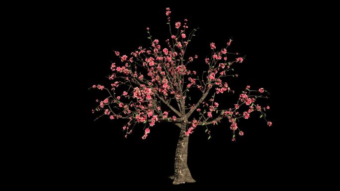 桃花树生长开花-带透明通道