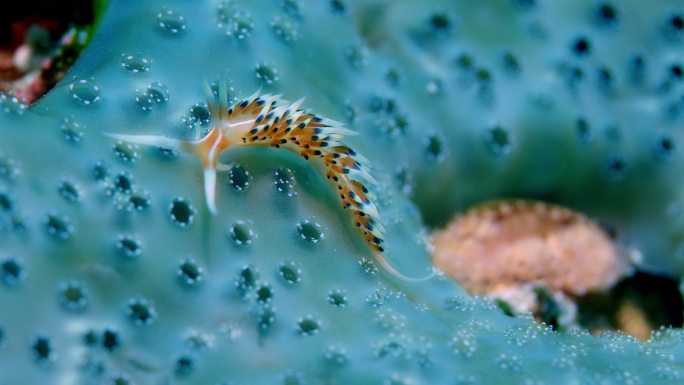 爬行动物异形物种海蛞蝓帽贝