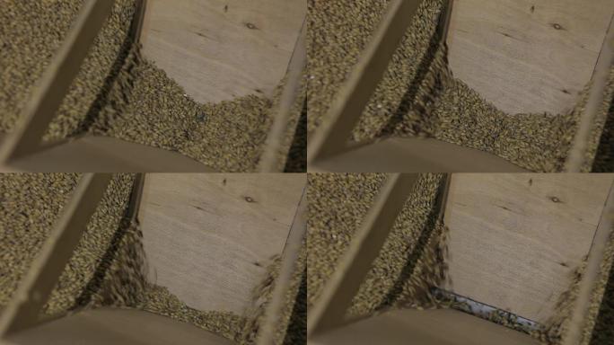 一堆新鲜的麦芽籽落在碾碎机里