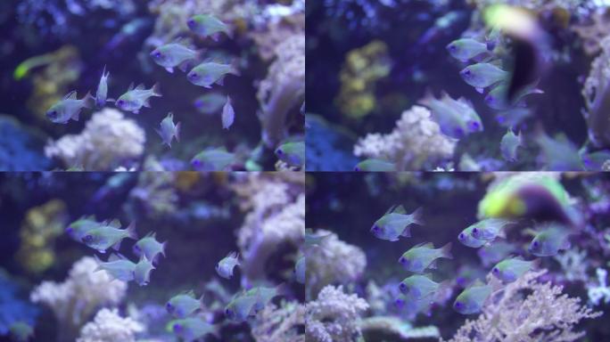 海中的细鳍红雀鱼海底世界海洋生物三亚潜水