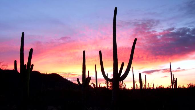 亚利桑那州图森市萨古罗国家公园的日出