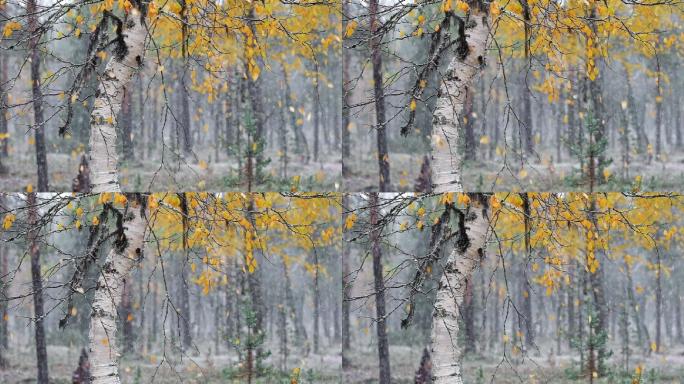 大雪期间落叶的桦树