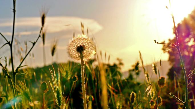 阳光下的蒲公英大自然自然野草草丛生态逆光