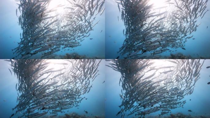 梭鱼热带鱼大海深海