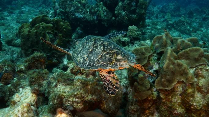 海龟物种多样化海域礁石深海水龟