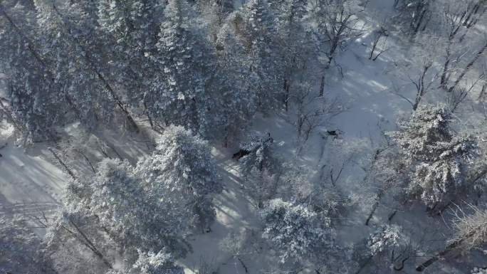 4K林海雪原马拉爬犁