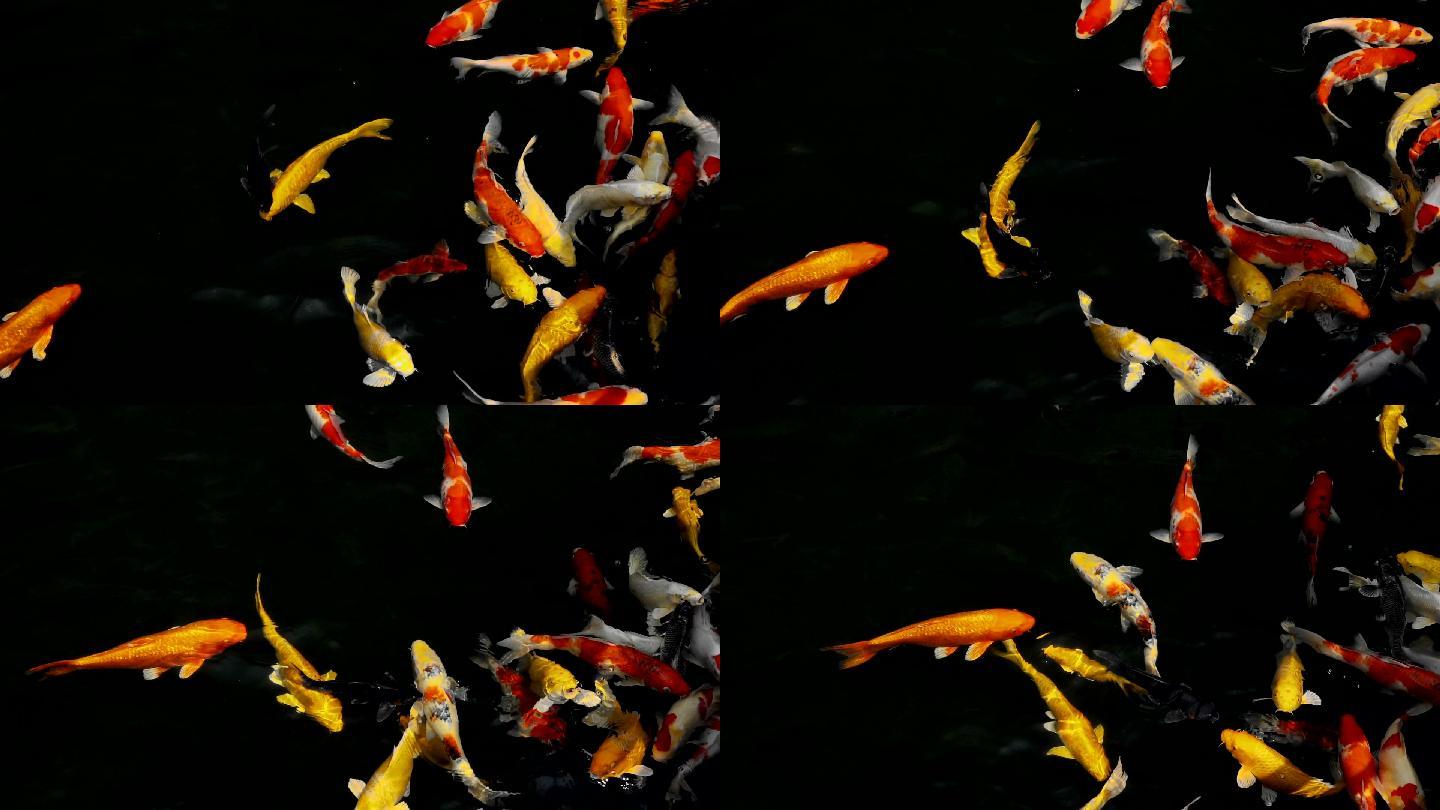 锦鲤在水族馆中游泳的慢动作