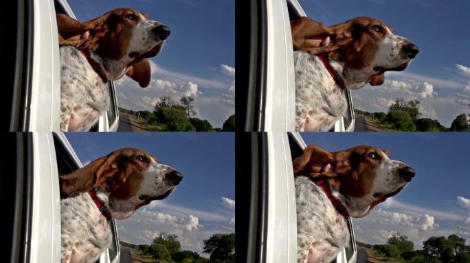 巴塞特猎犬，头部伸出车窗