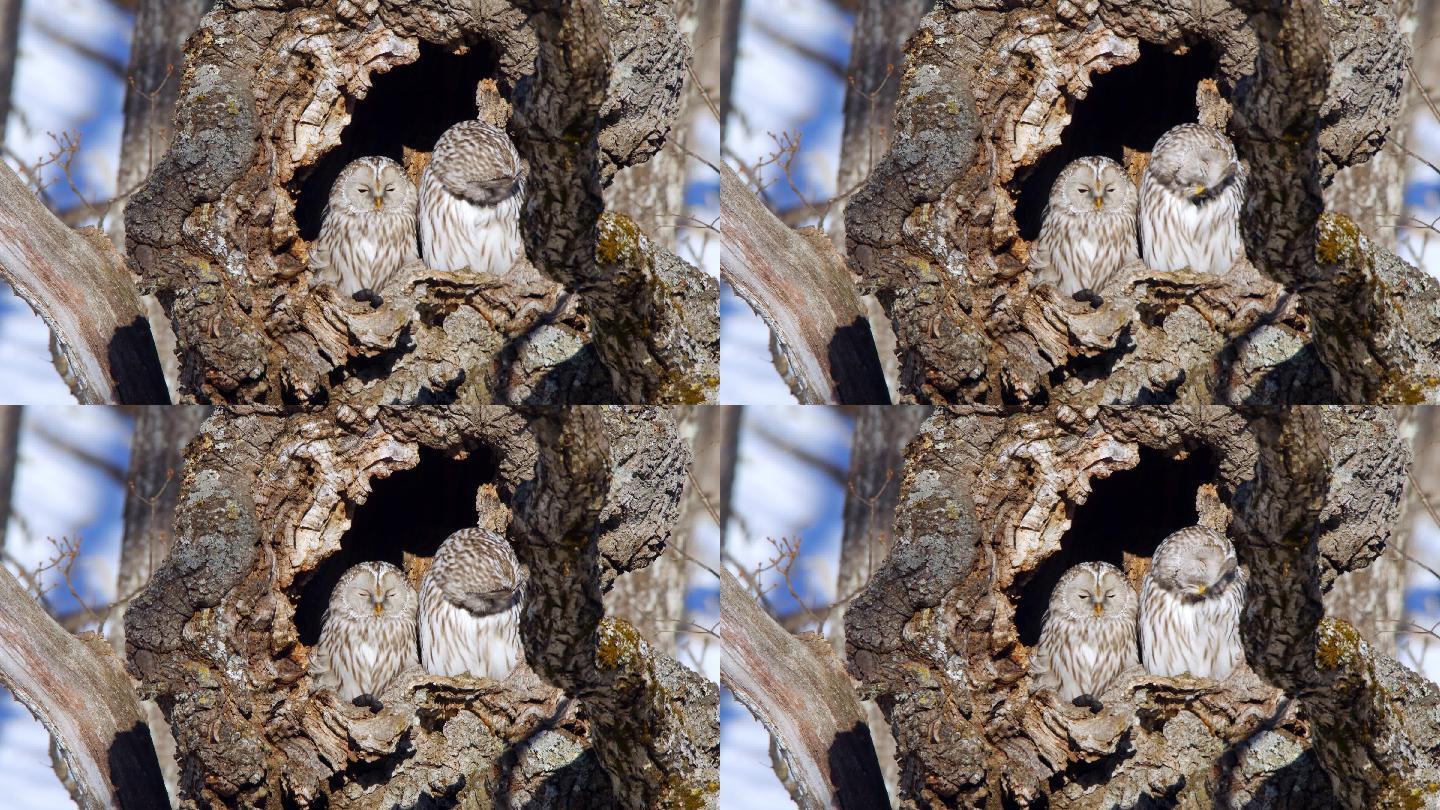 两只猫头鹰自然树洞鸟类