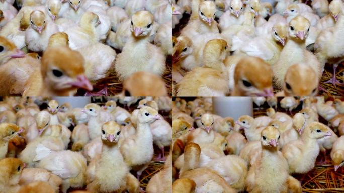 家禽农场小雏鸡孵化肉鸡养殖