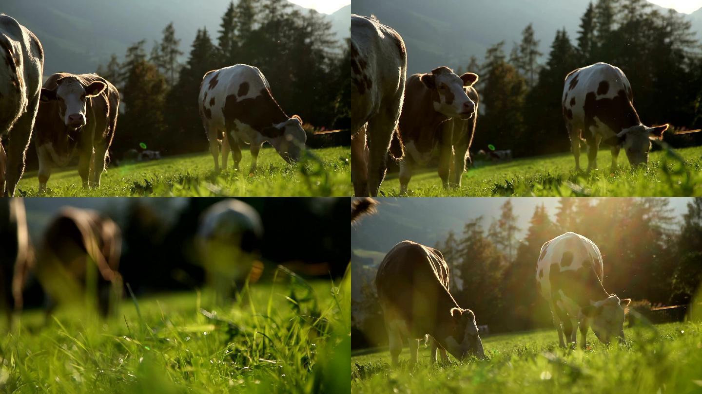 在吃草的奶牛奶牛养殖现代农业绿色生态