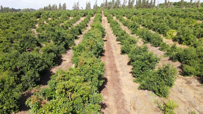 大型鳄梨种植园耕地农田果树果园植树造林