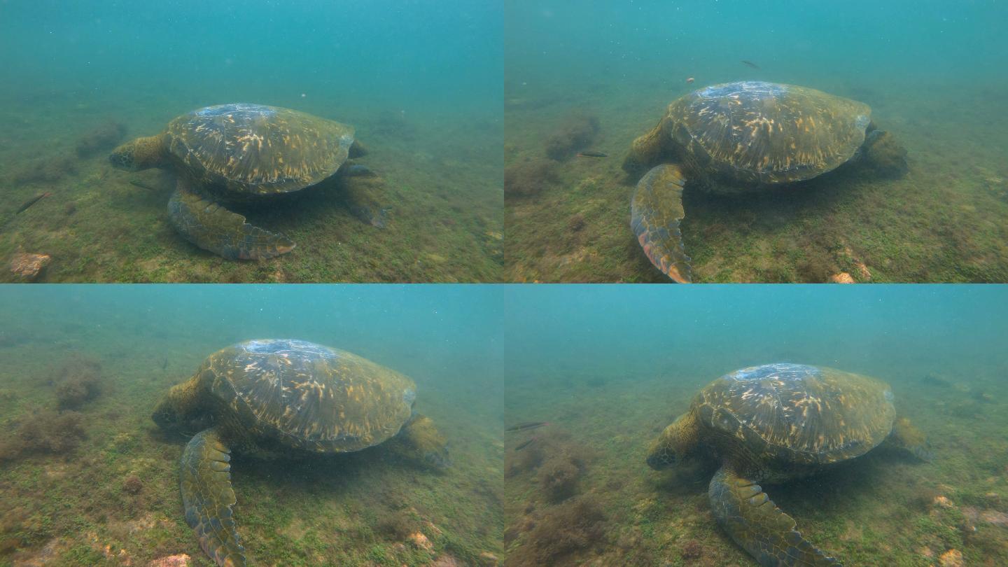 绿海龟在浮潜