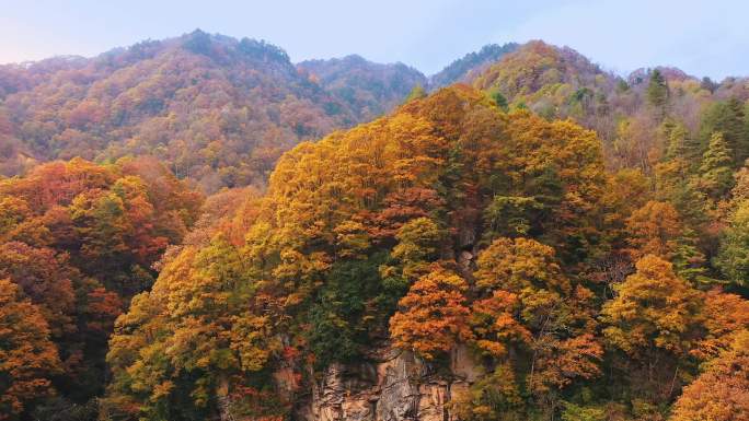 4K航拍秋天森林山谷红叶枫叶