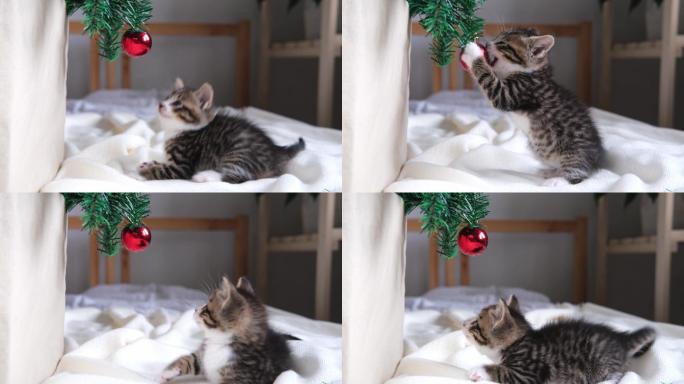 小猫在圣诞树上玩红球
