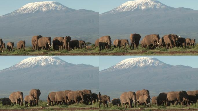 一大群大象