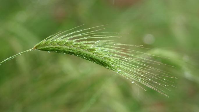 春雨滴落在小麦的绿穗上