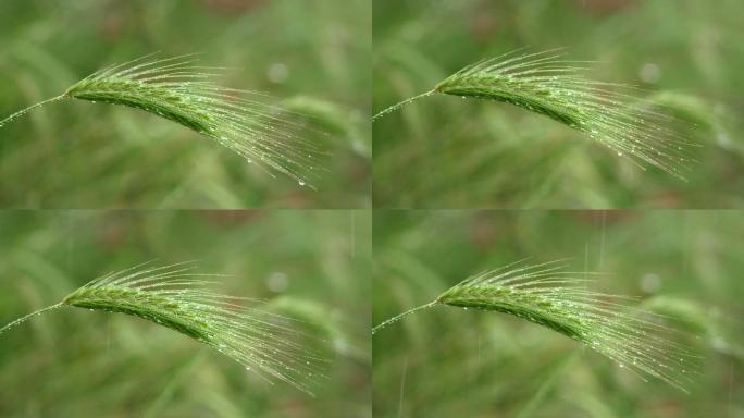 春雨滴落在小麦的绿穗上