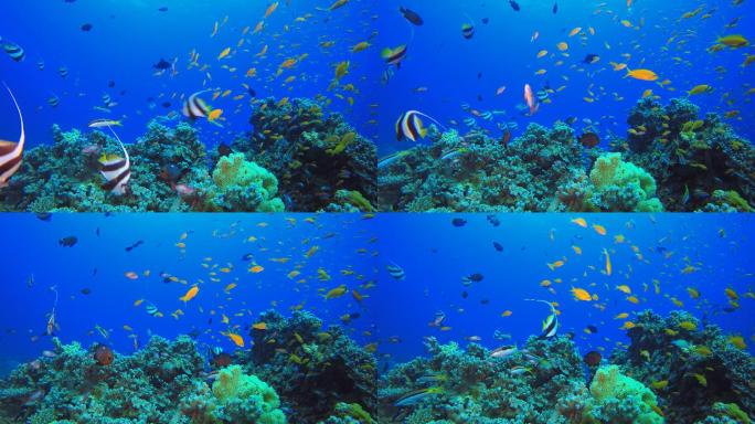 海底世界海底世界三亚潜水深海鱼群各种热带
