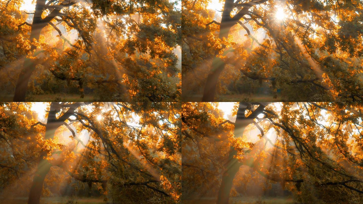 秋天森林里的早晨枫叶落叶秋天银杏风景航拍