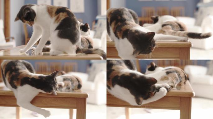 顽皮的猫坐在客厅的桌子上追逐对方的尾巴