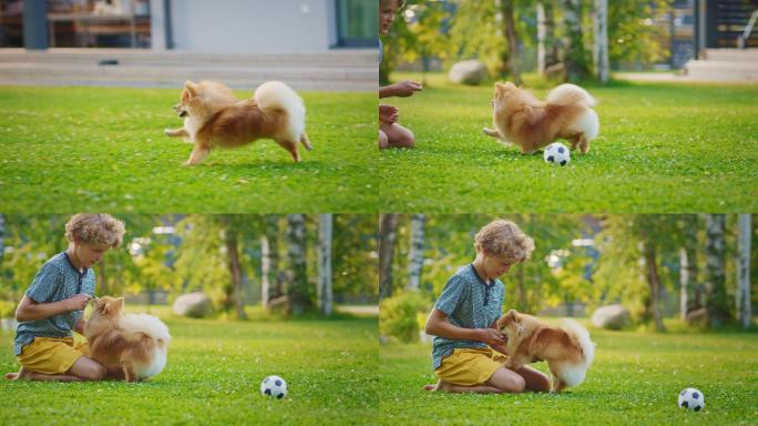 小男孩在后院和可爱的博美犬玩耍