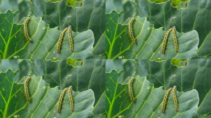 卷心菜上的虫子蝗虫危害农田虫灾农业虫害