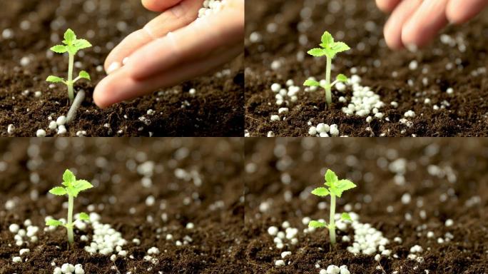 给土壤中生长的新苗施肥