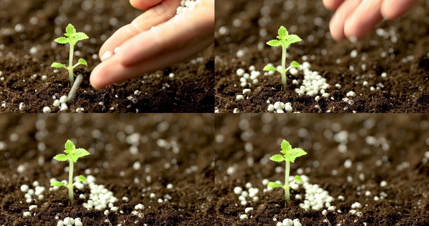 给土壤中生长的新苗施肥