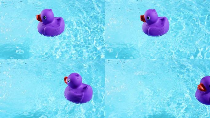 一只紫色的橡皮鸭在游泳漂浮