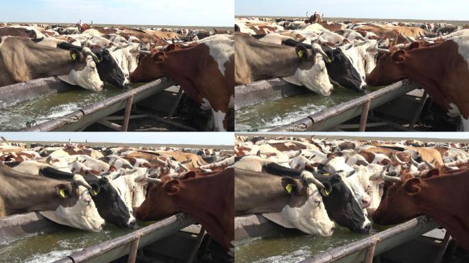 牧场上的牛在喝水大自然纪录片扶贫产业内蒙
