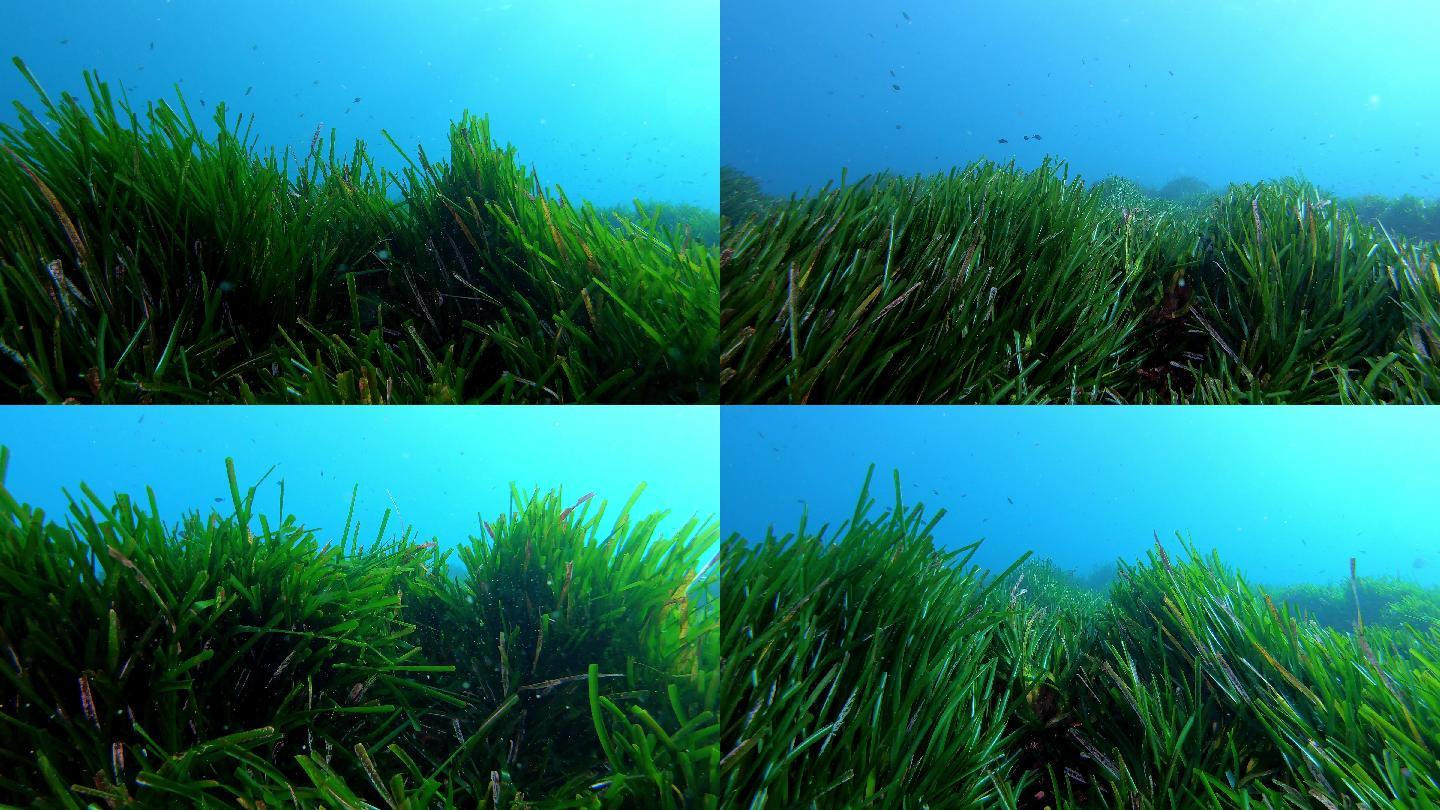 水下景观绿色的海藻田