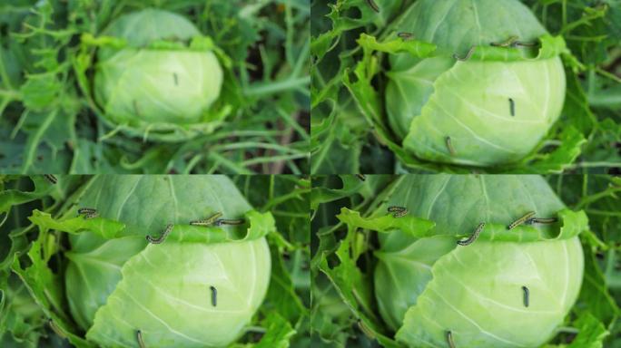许多毛毛虫吃卷心菜的叶子