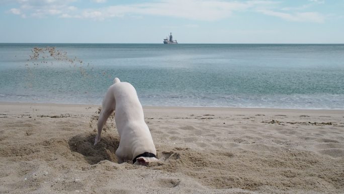 可爱的白色狗在海滩上挖洞